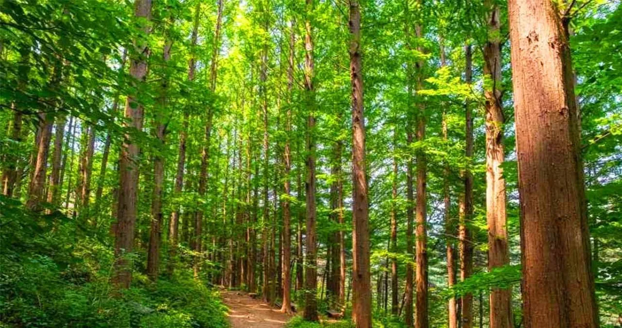안산자락길 풍경 / 사진=한국관광콘텐츠랩