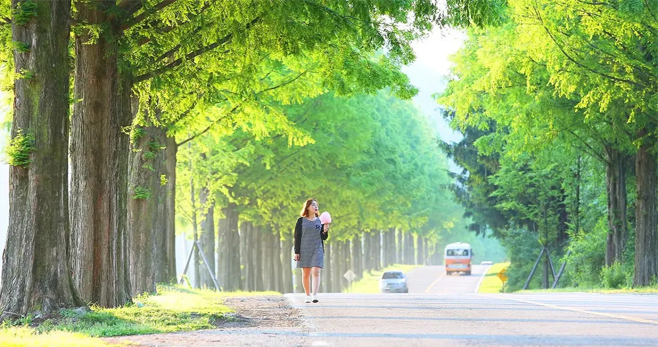부귀 메타세쿼이아길 모습 / 사진=투어전북
