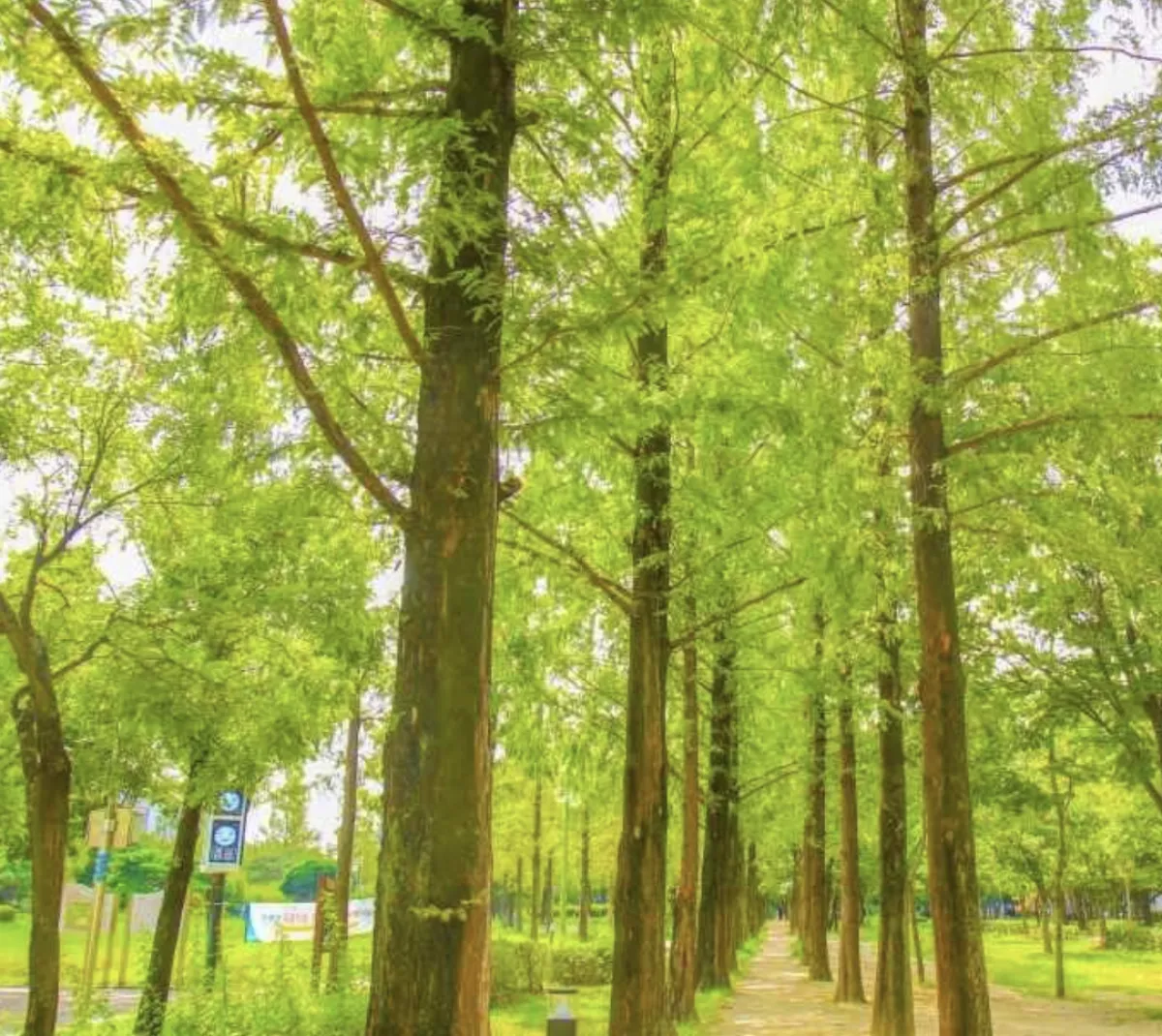 사진 : 대구 호산공원 메타세쿼이아 숲 산책길 / 대한민국 구석구석