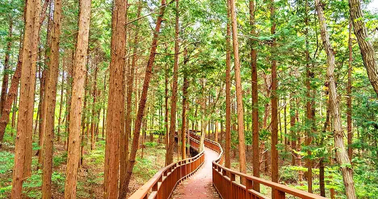 축령산 편백숲 / 사진=한국관광콘텐츠랩