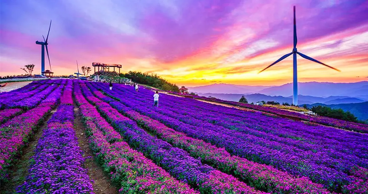 별바람 언덕 꽃단지 / 사진=거창 문화관광포털