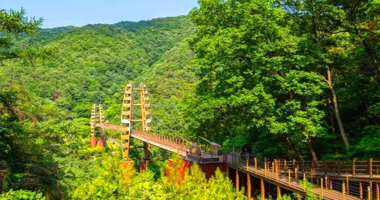 증평 좌구산 명상 구름다리 / 사진=한국관광콘텐츠랩