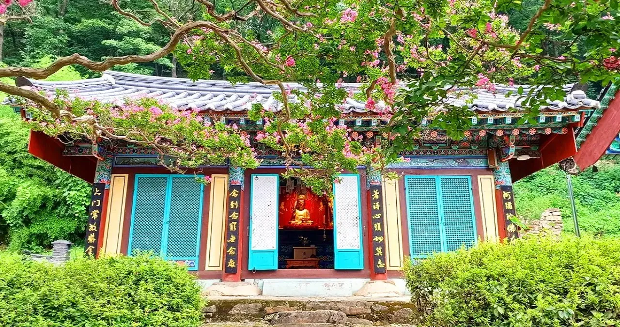 영동 반야사 배롱나무 / 사진=대한불교 조계종 반야사