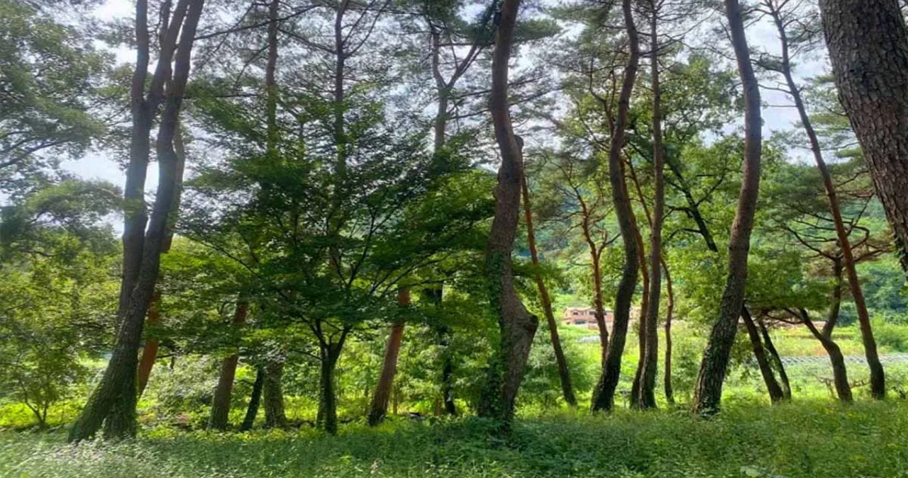 갈계숲 / 사진=한국관광콘텐츠랩