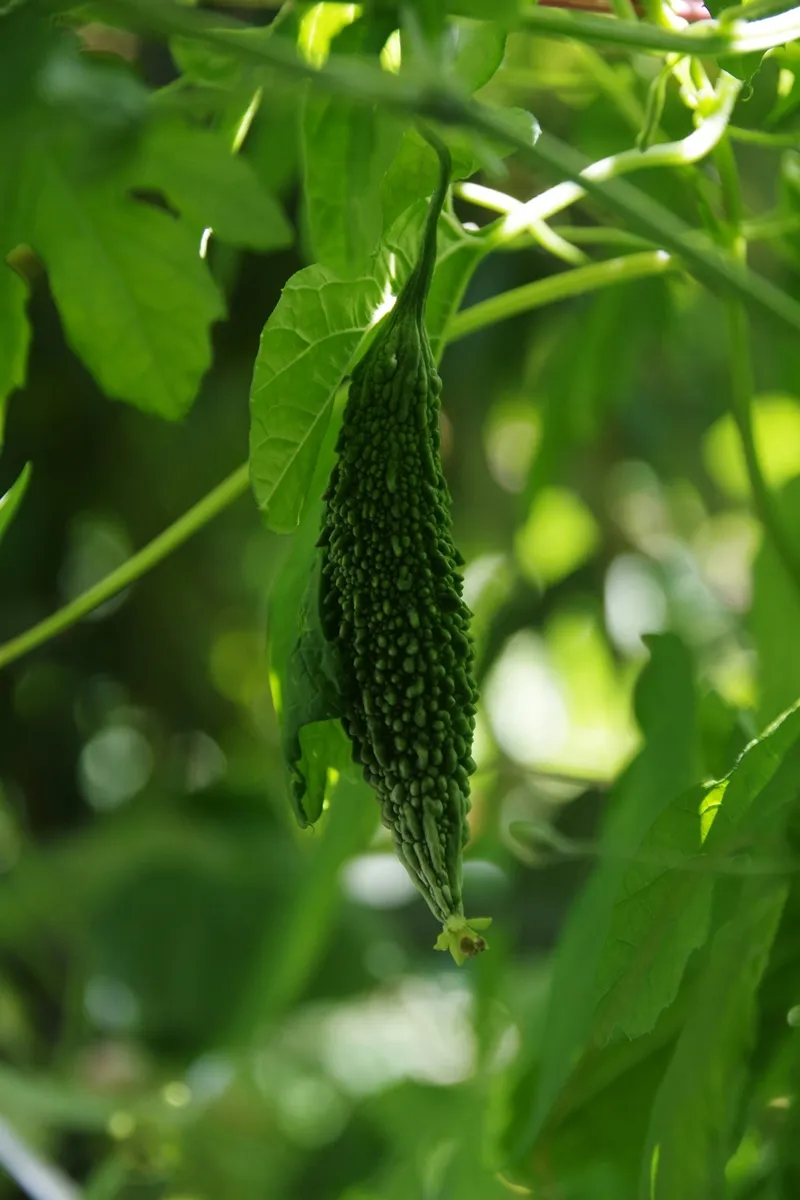 여주(Bitter melon) 과일