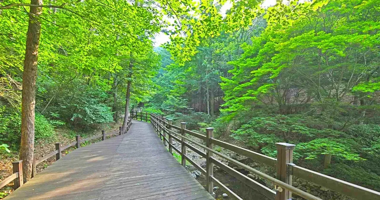 음성 봉학골 산림욕장 데크길 / 사진=한국관광콘텐츠랩