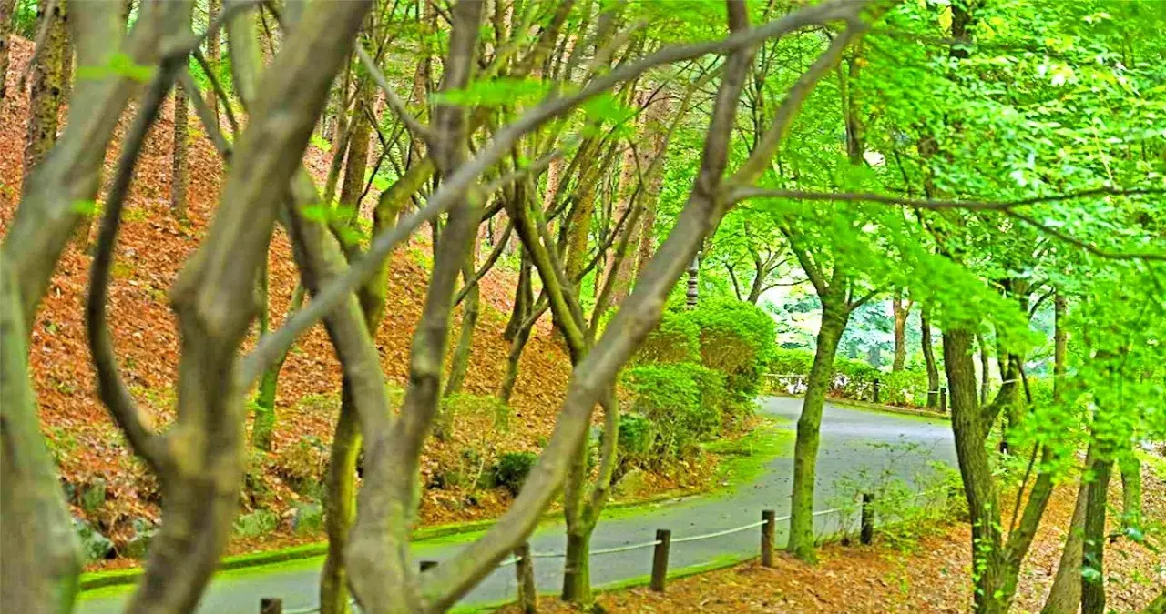 봉학골 산림욕장 숲길 / 사진=한국관광콘텐츠랩