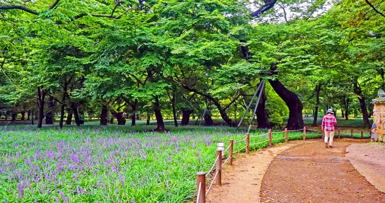 경주 계림 풍경 / 사진=경주문화관광