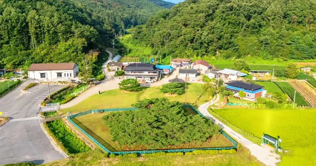 예천 석송령 전경 / 사진=한국관광콘텐츠랩