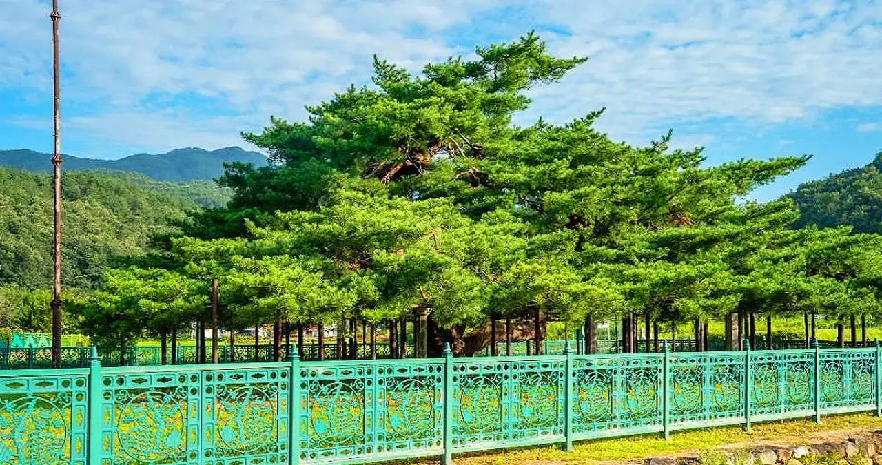 석송령 풍경 / 사진=한국관광콘텐츠랩