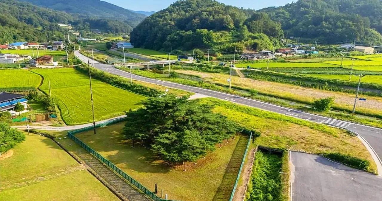 우산 모양 소나무 / 사진=한국관광콘텐츠랩