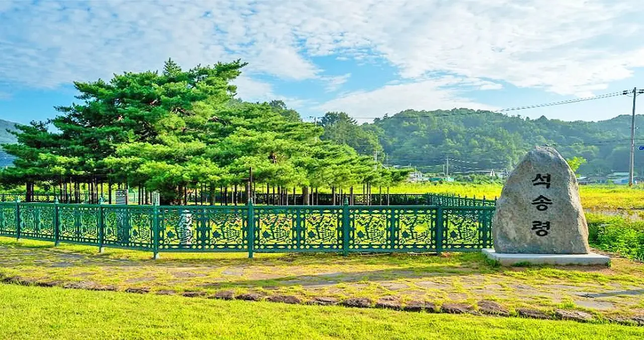 석송령 모습 / 사진=한국관광콘텐츠랩
