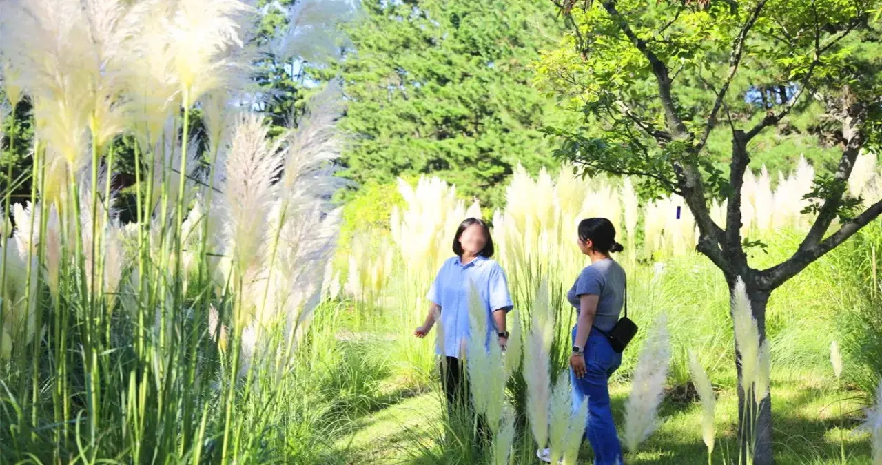 천리포수목원 팜파스그라스 / 사진=천리포수목원