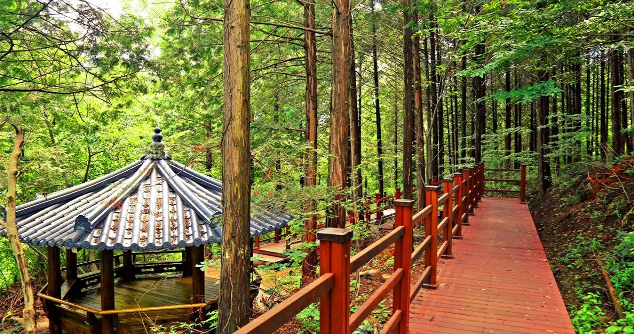 경주 건천편백나무숲 / 사진=경주문화관광