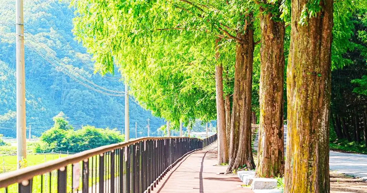 부귀 메타세쿼이아길 산책로 / 사진=한국관광콘텐츠랩