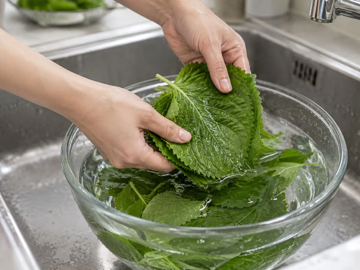 깻잎을 찬물에 잠시 담근 뒤 흐르는 물에 앞뒷면을 가볍게 씻어 이물질을 제거하는 모습.