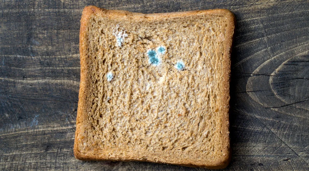사진 : 식빵 곰팡이 / 생성형 이미지