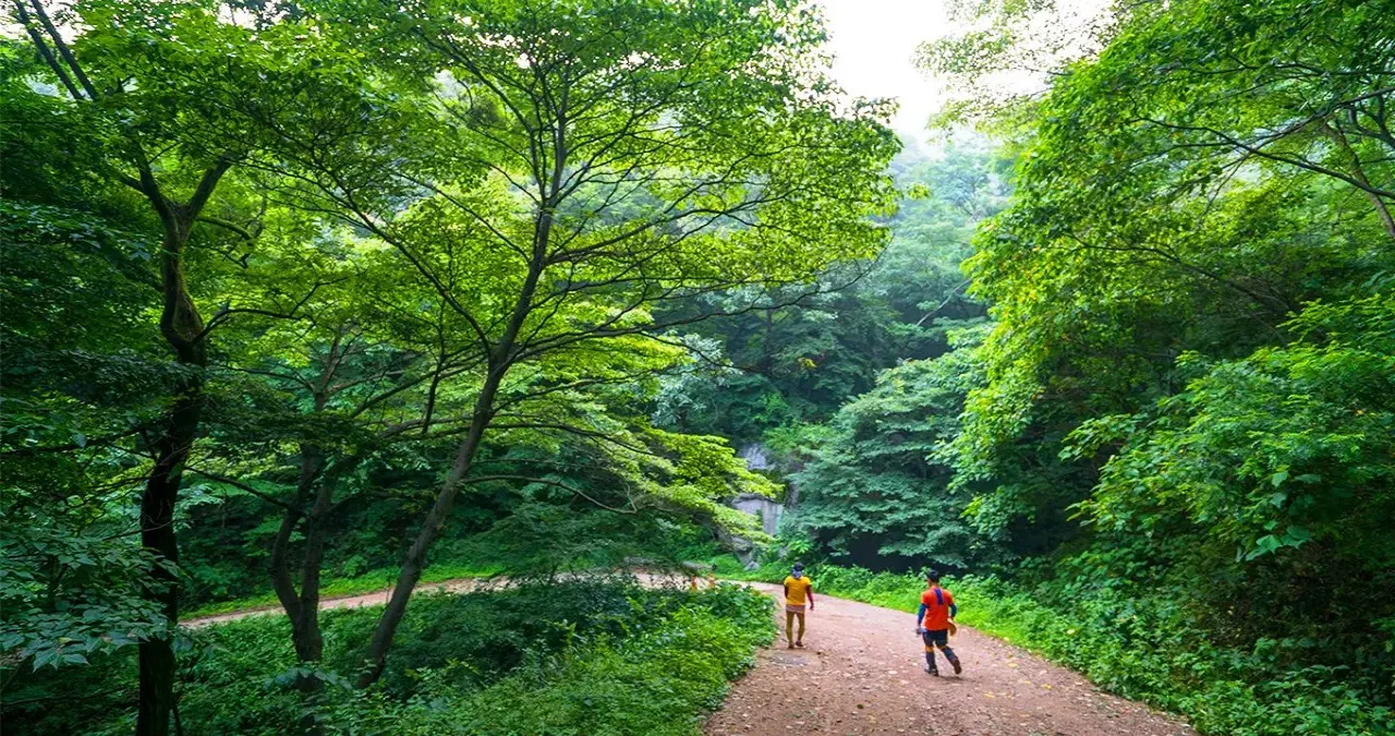 국립장성치유의숲 산책로 / 사진=국립장성치유의숲