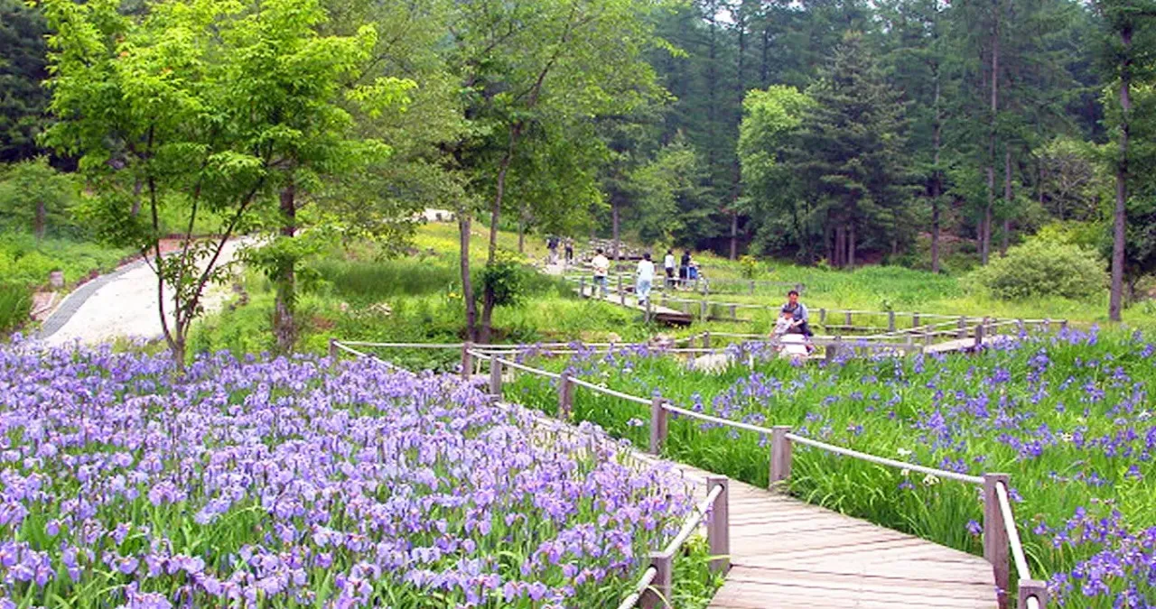 유명산자연휴양림 풍경 / 사진=국립유명산자연휴양림