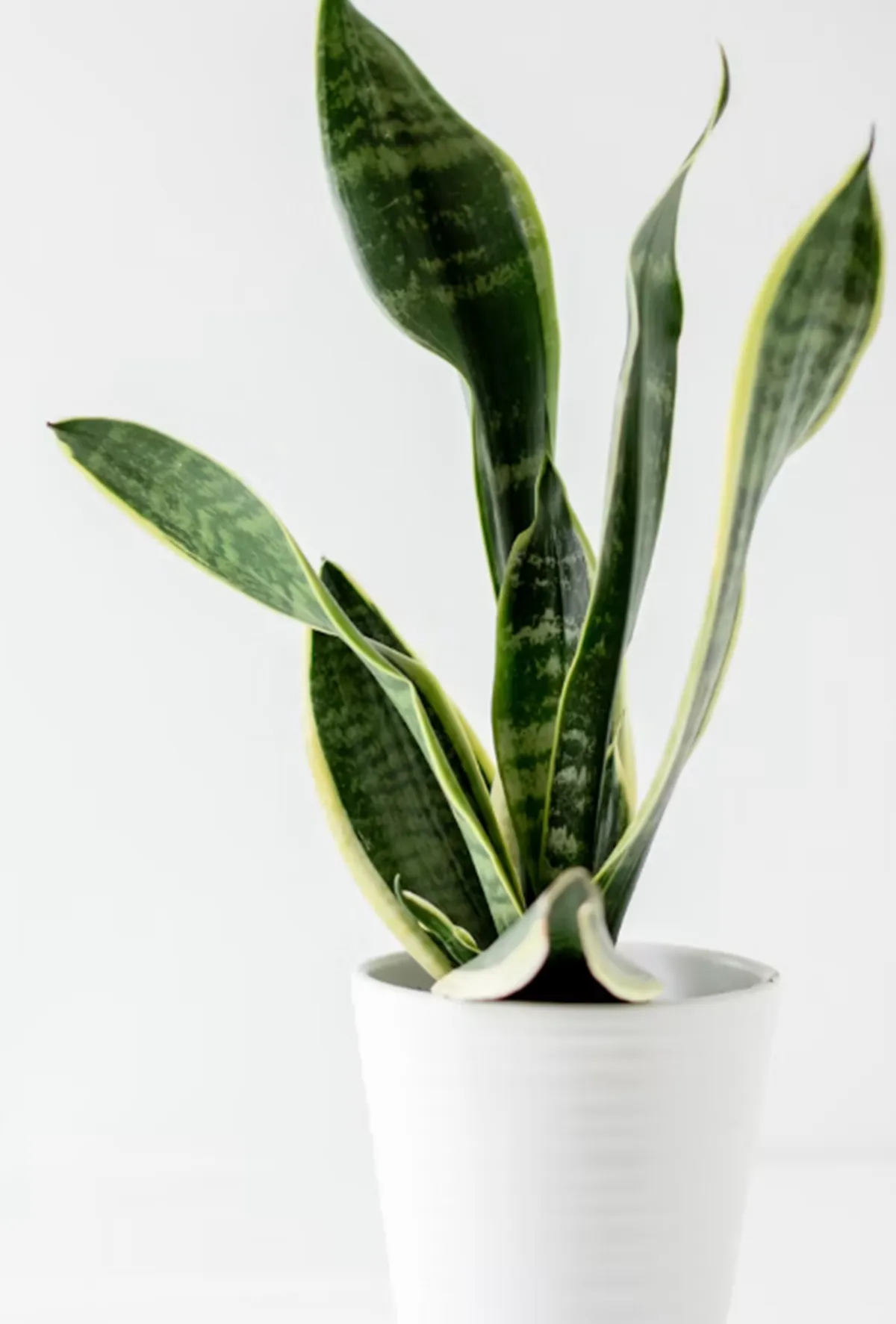 사진 : 산세베리아 / unsplash.com