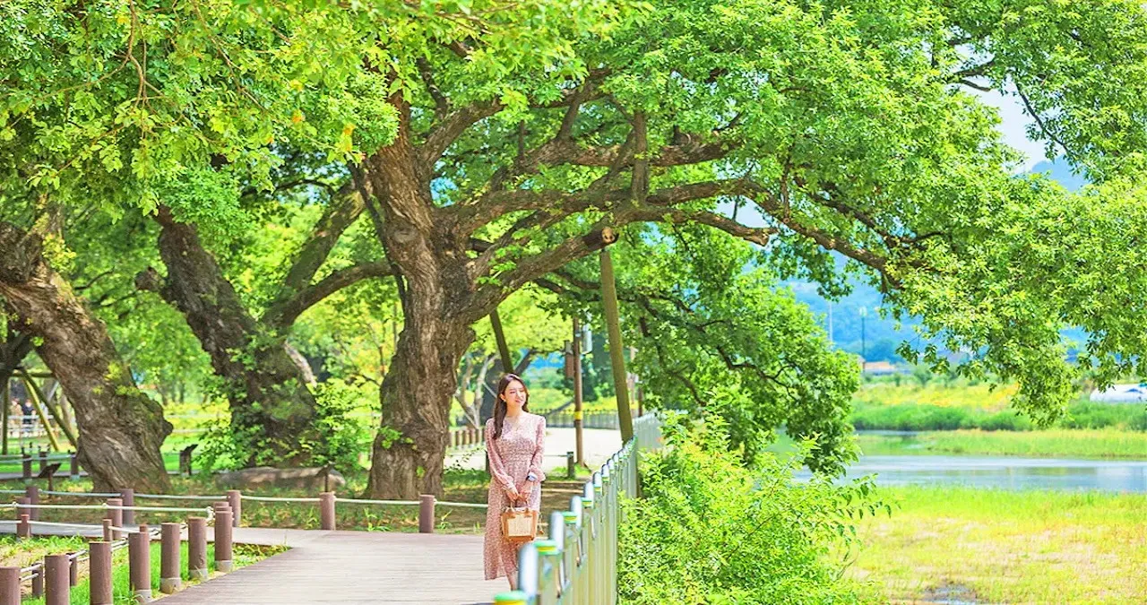 성밖숲 산책로 / 사진=성주문화관광