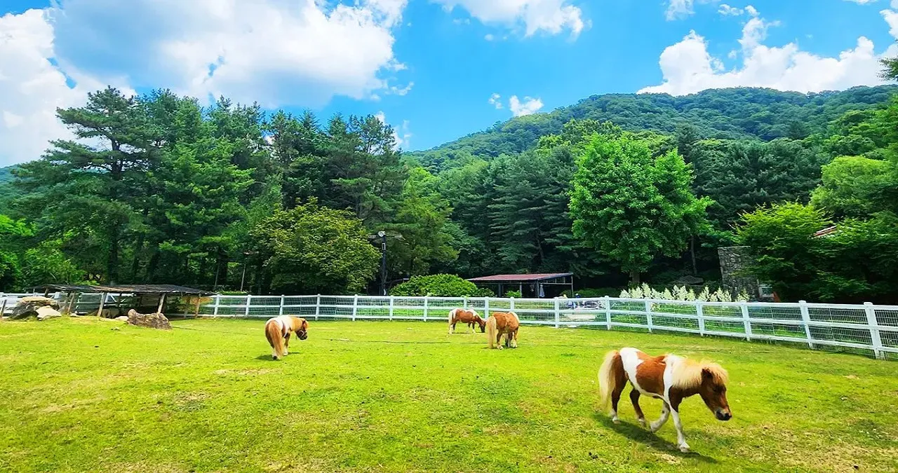 포천 서운동산 동물 / 사진=서운동산