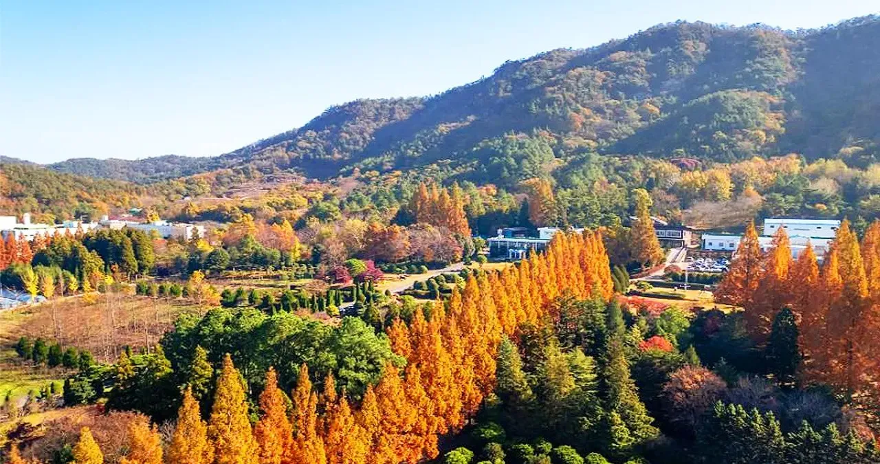 산림연구원 가을 풍경 / 사진=한국관광콘텐츠랩