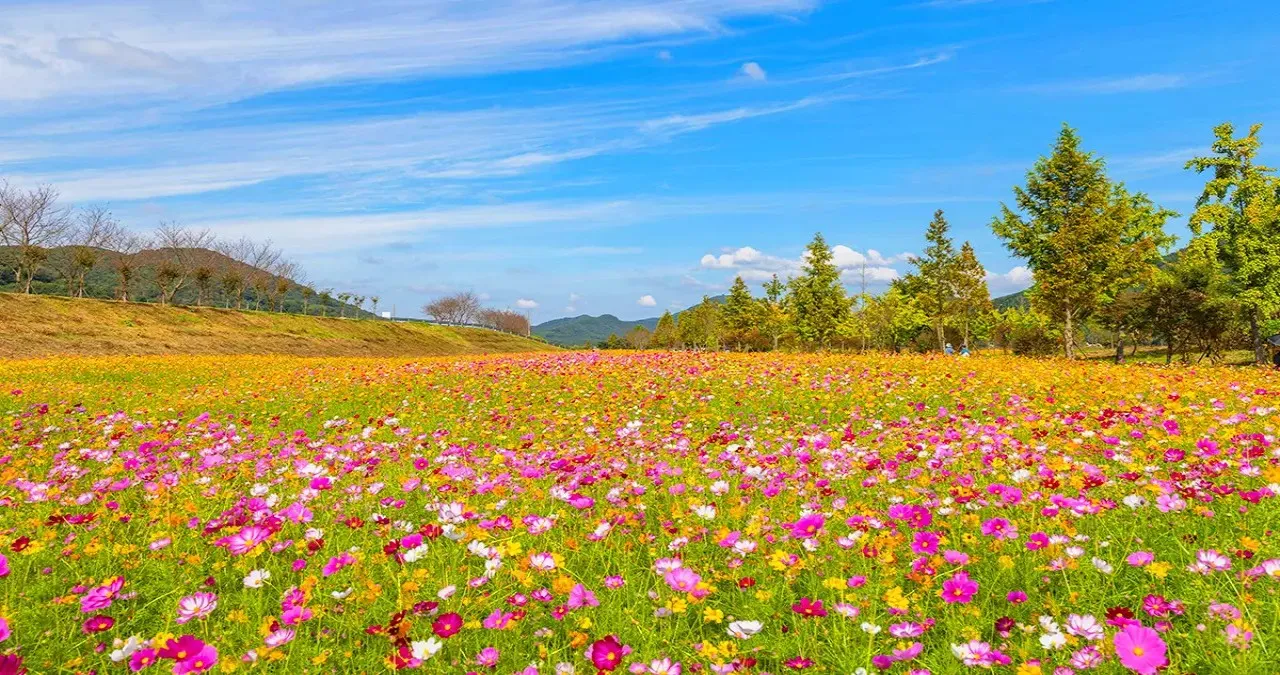 의령 기강 리치 꽃축제 모습 / 사진=한국관광콘텐츠랩