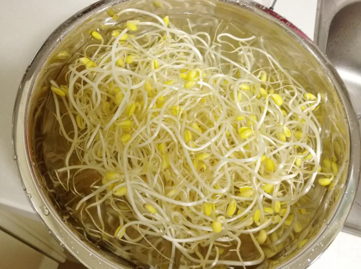 사진 : 콩나물 / 생성형 이미지