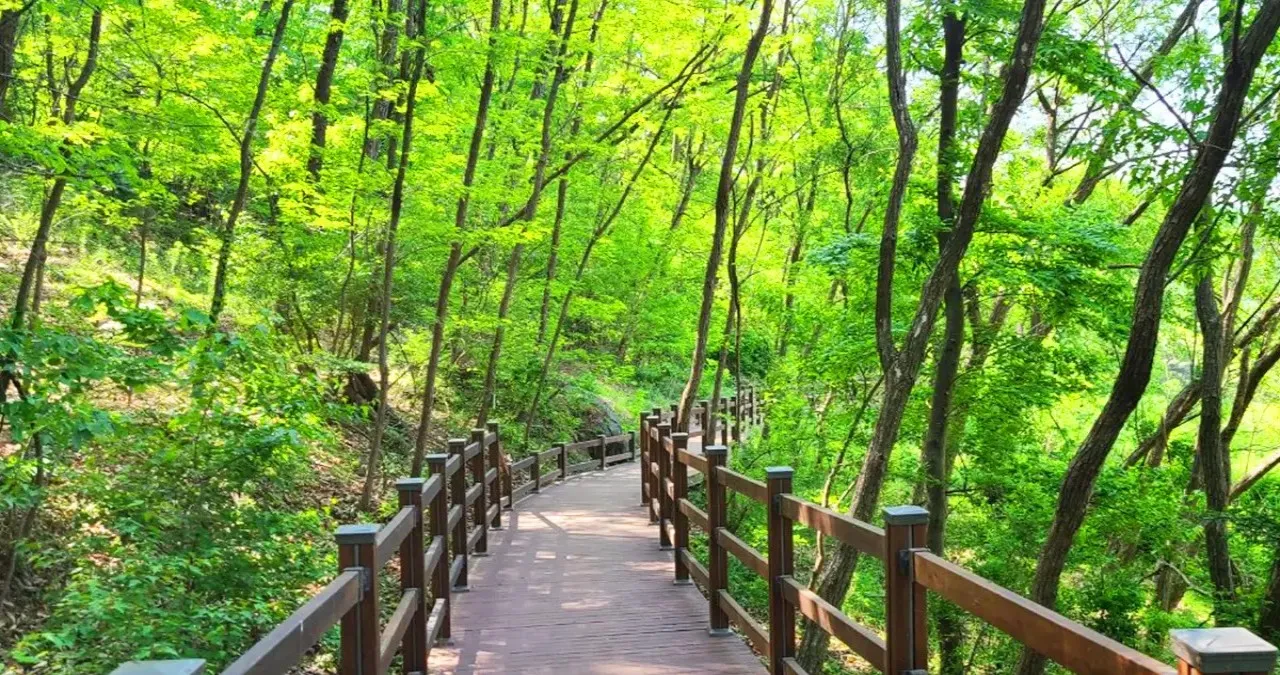 치유의 숲 데크길 / 사진=대전 치유의 숲