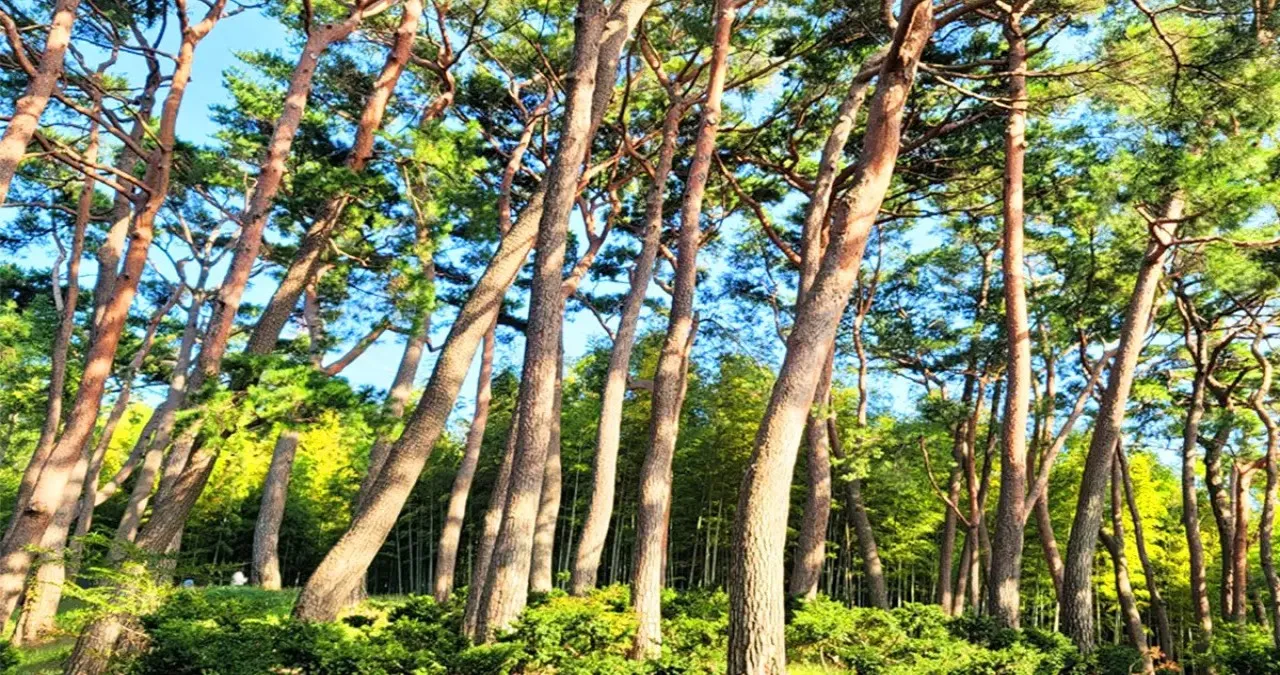아홉산숲 풍경 / 사진=아홉산숲