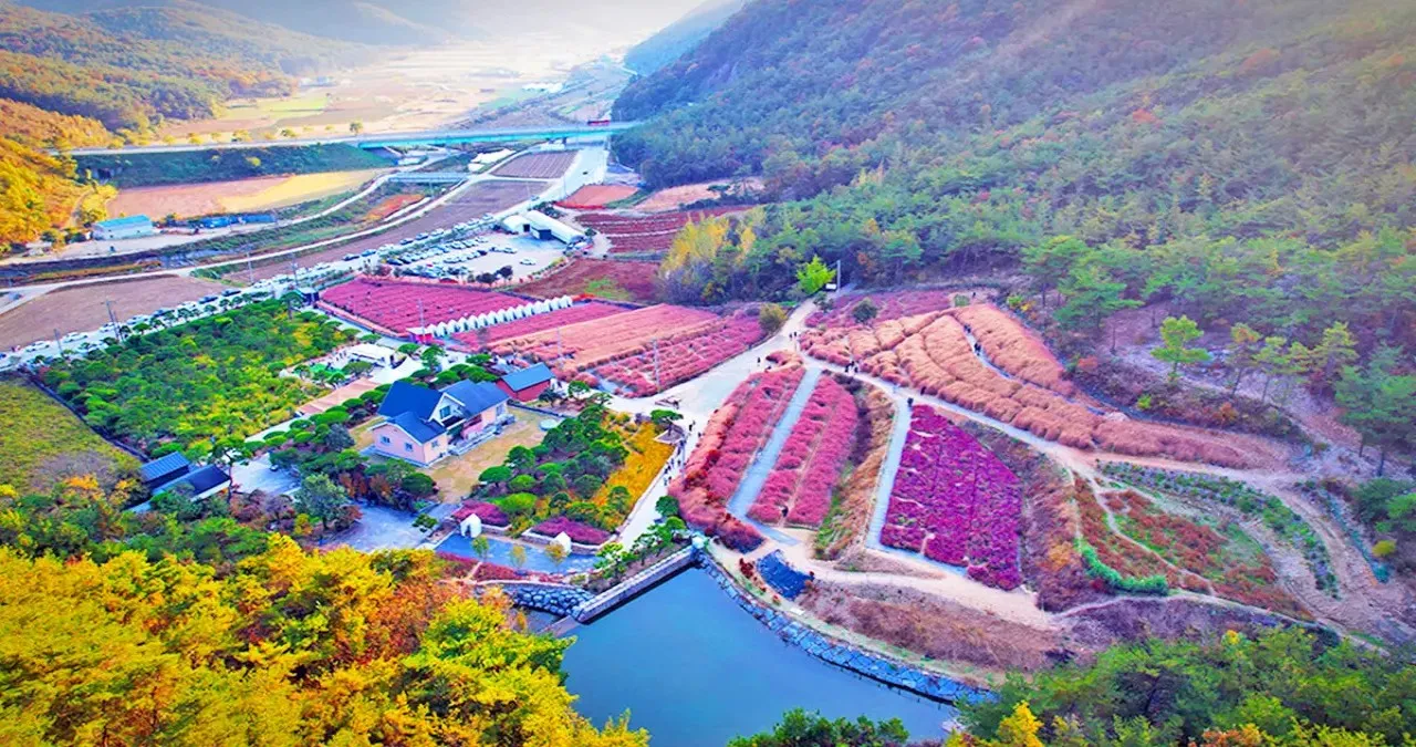 고창 핑크뮬리 축제 전경 / 사진=투어전북