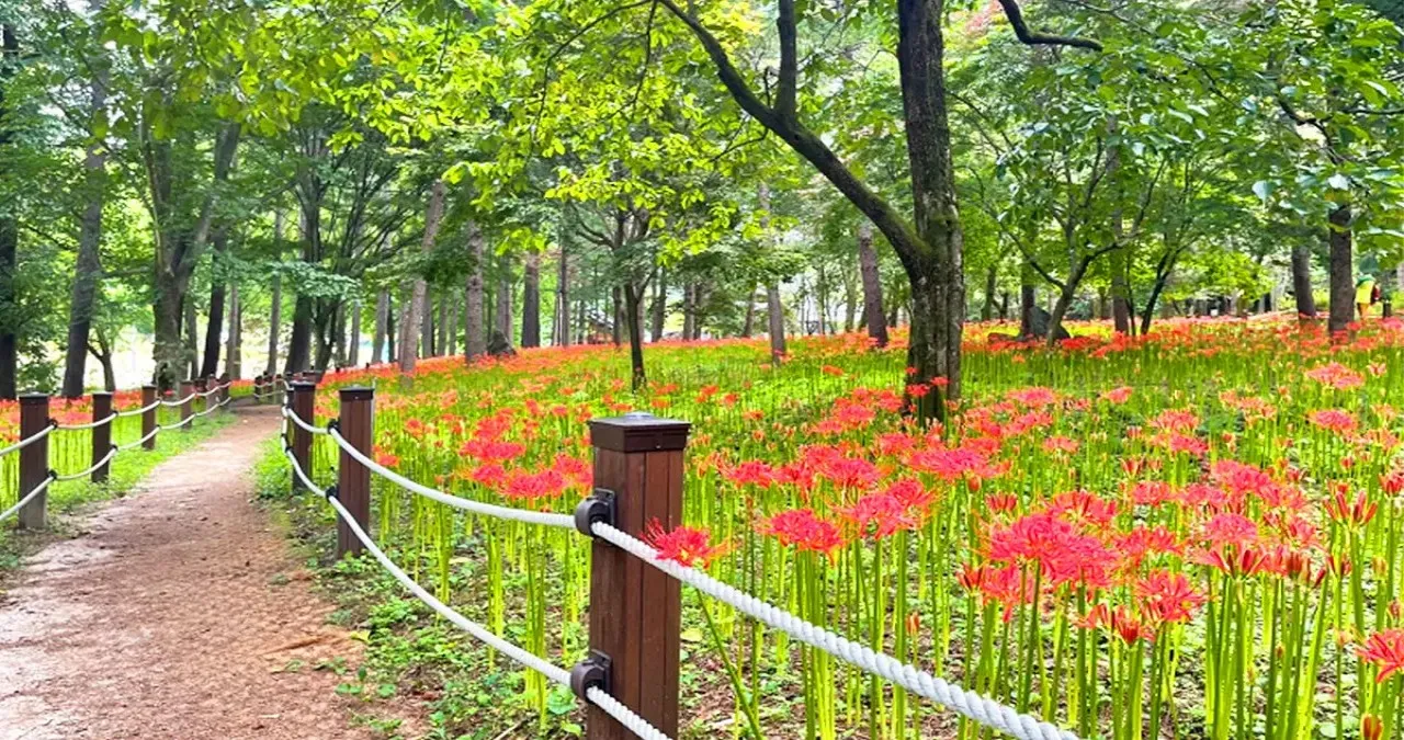 꽃무릇 풍경 / 사진=한국관광콘텐츠랩