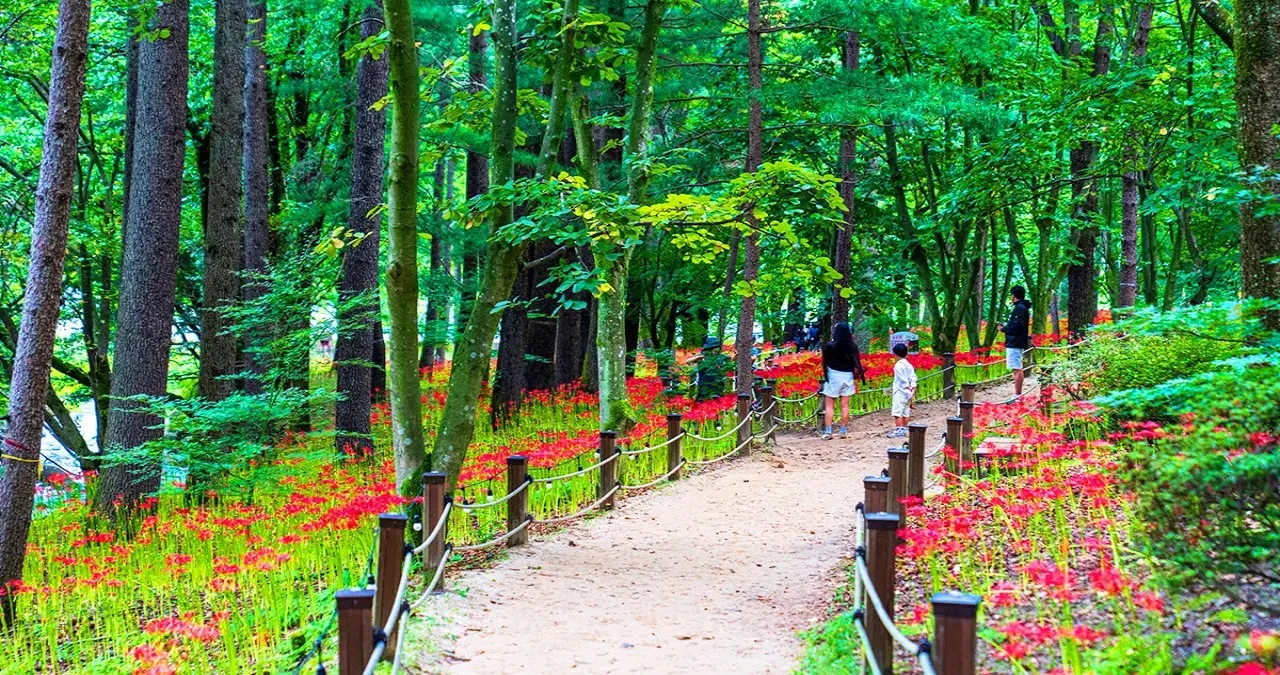 직지사 꽃무릇 모습 / 사진=한국관광콘텐츠랩