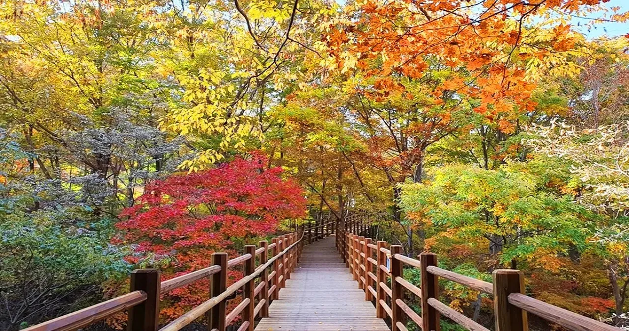 국립청도숲체원 데크길 / 사진=한국관광콘텐츠랩