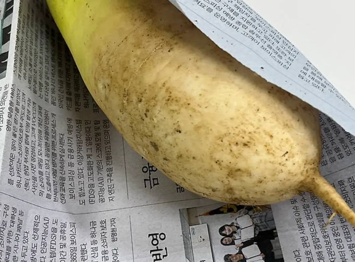 사진 :  무 / 생성형 이미지