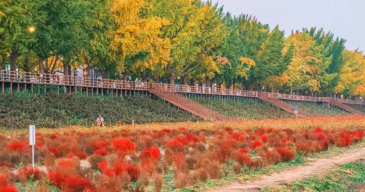 제방 밑 가을꽃 / 사진=한국관광콘텐츠랩