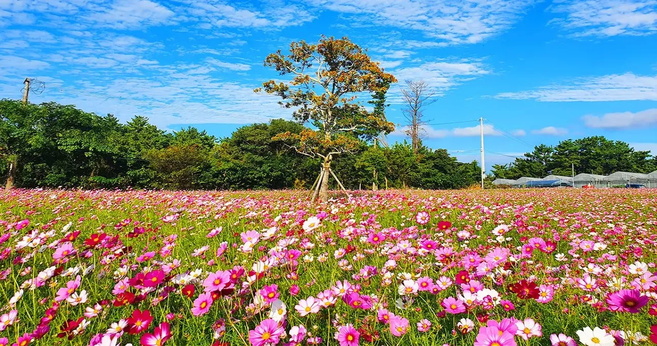 항파두리 항몽 유적 / 사진=제주 항파두리 항몽 유적
