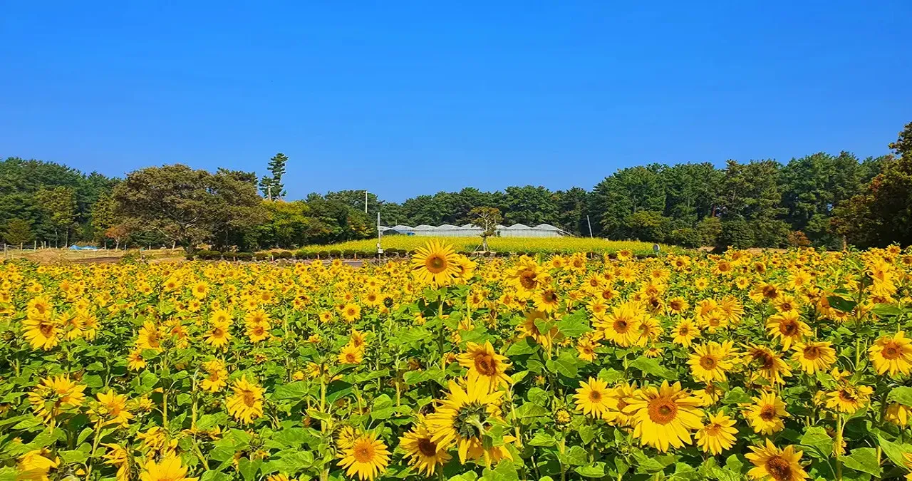 항파두리 항몽 유적 해바라기 / 사진=제주 항파두리 항몽 유적