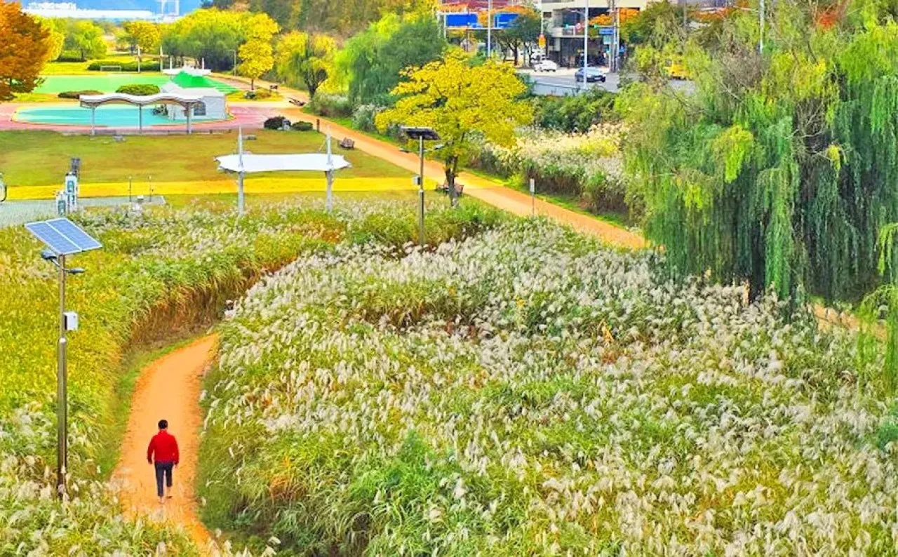 태화강 그라스정원 모습 / 사진=울산광역시 공식 블로그 울산누리