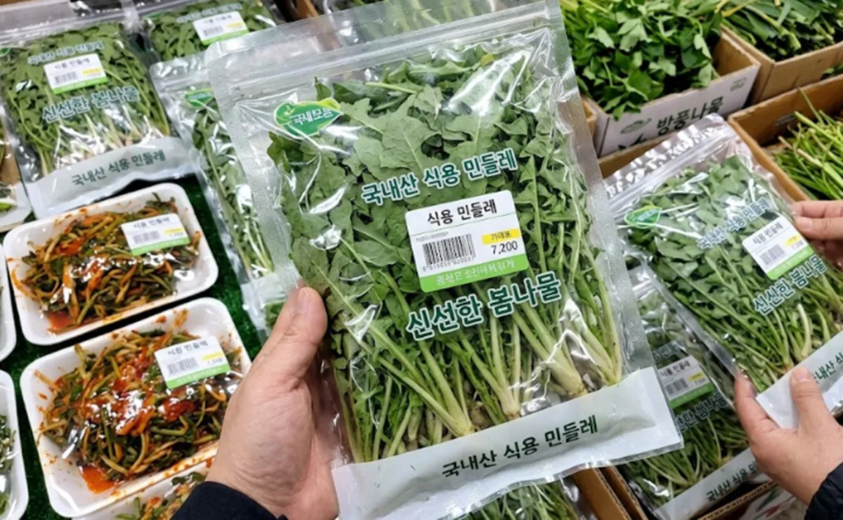 사진 : 민들레 / 생성형 이미지