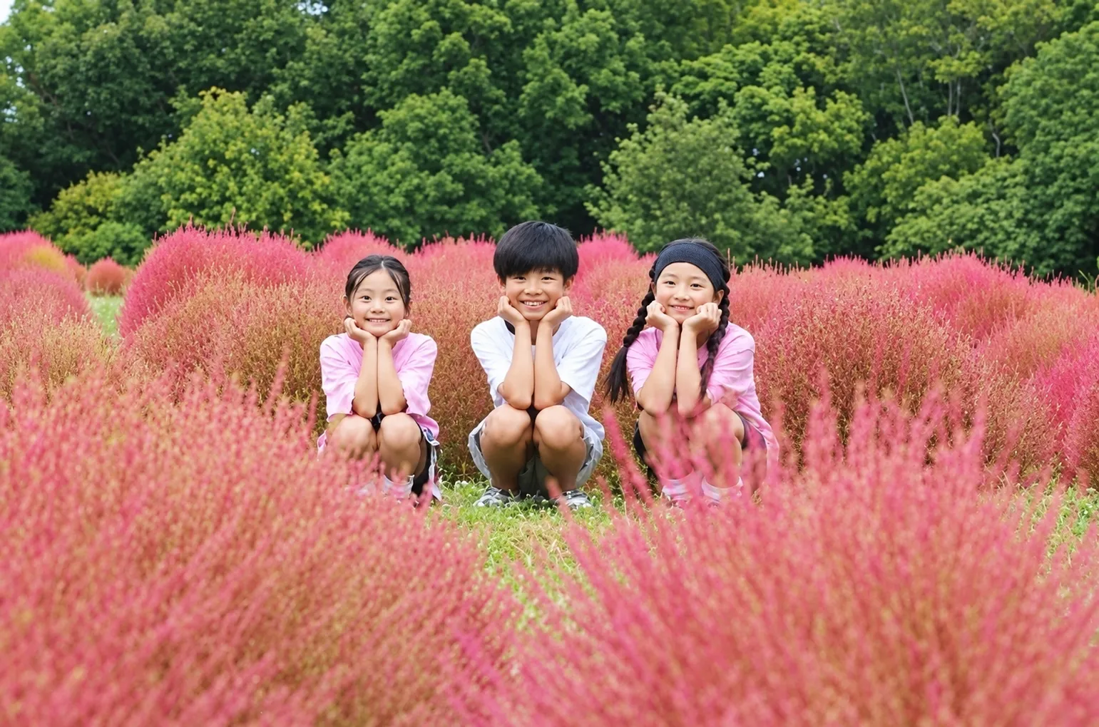 사진=코스모스·코키아 페스타 홈페이지