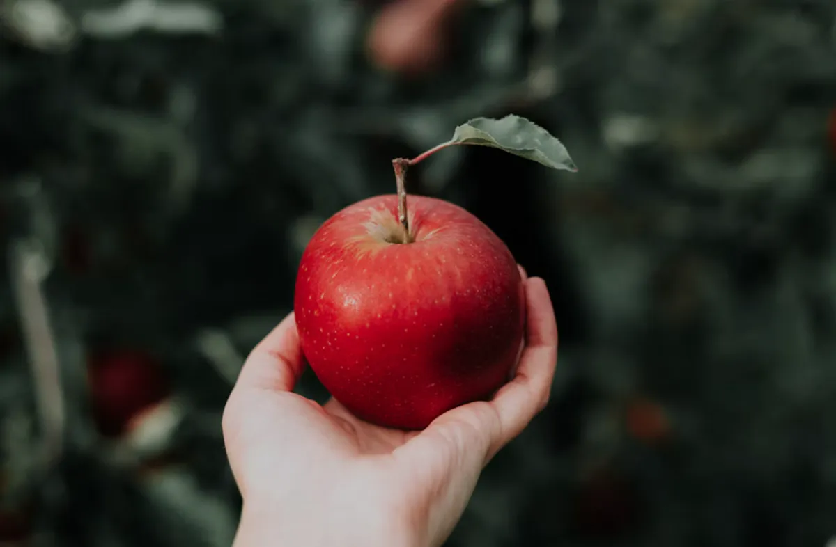 사진 : 사과 / unsplash.com