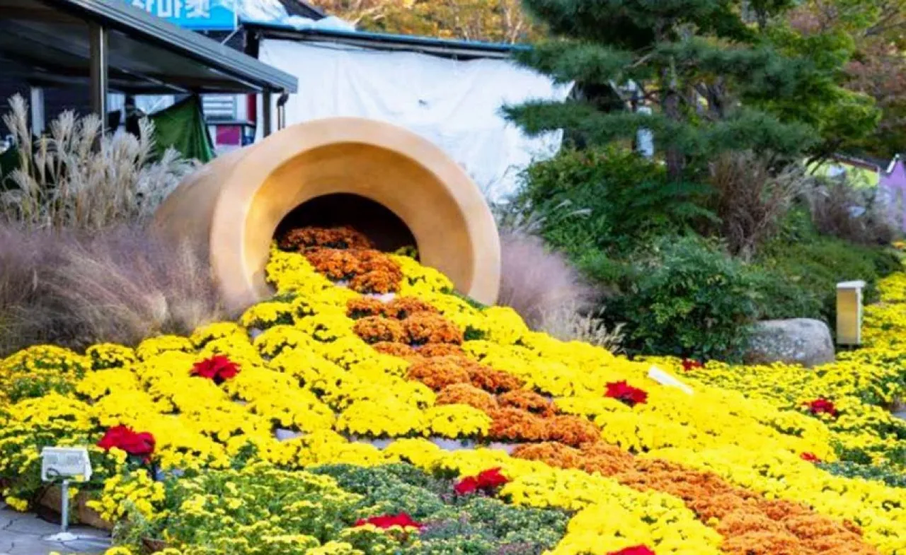 월출산 국화축제 풍경 / 사진=한국관광콘텐츠랩