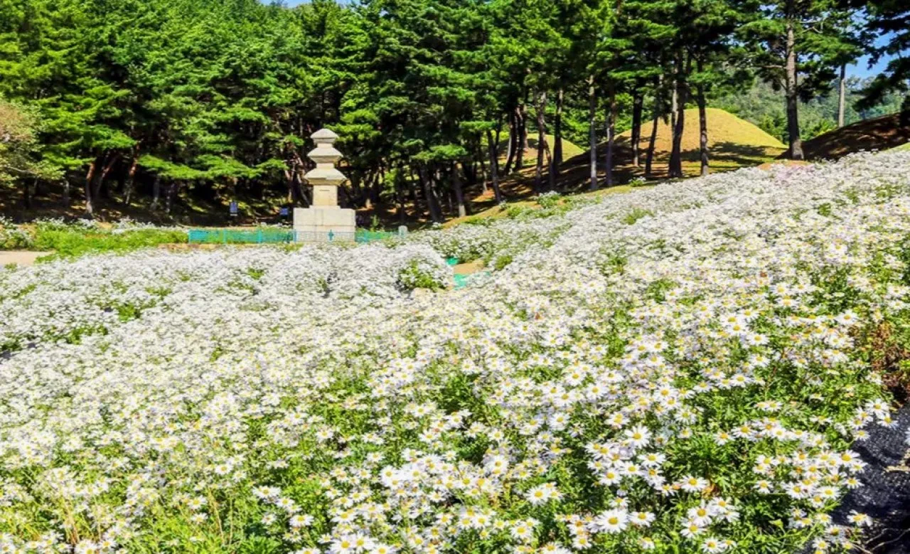 서악동 구절초 단지 / 사진=경주문화관광