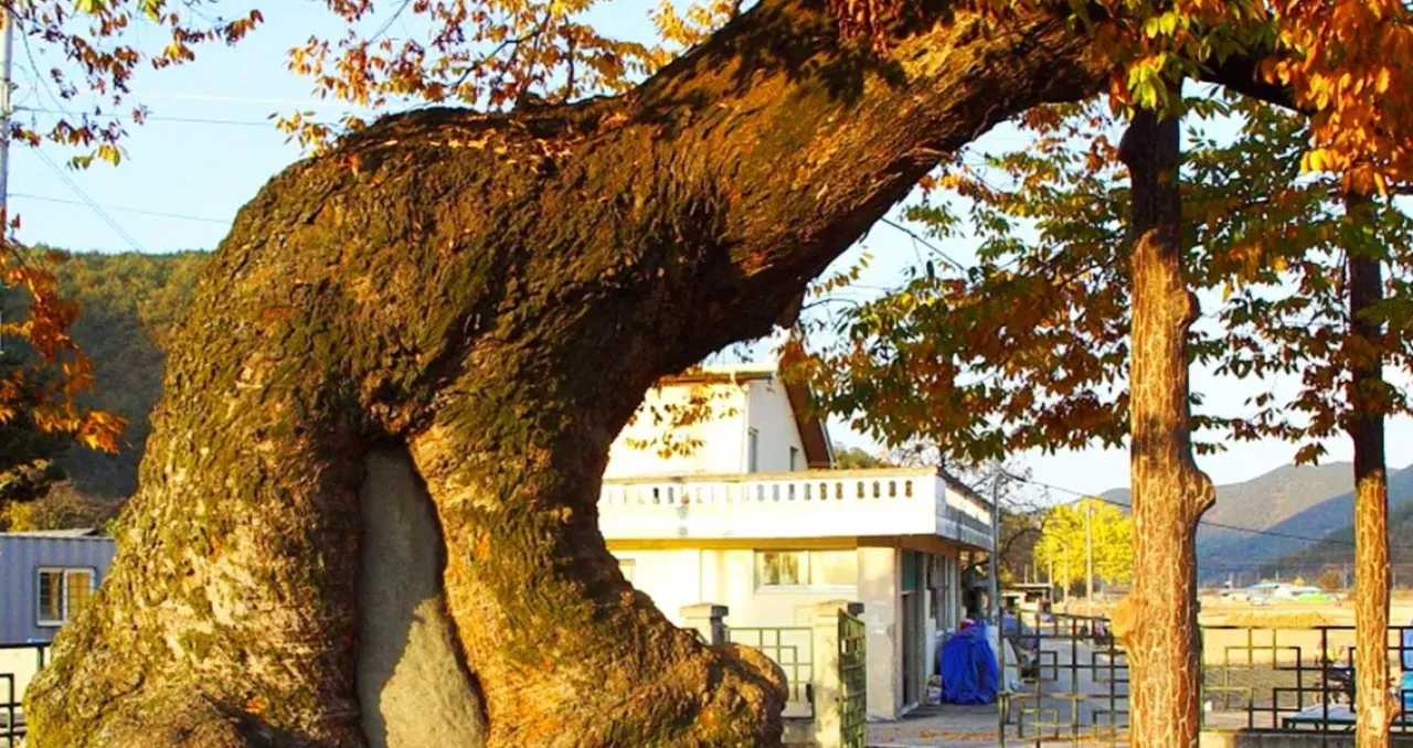 세간리 현고수 / 사진=국가유산청