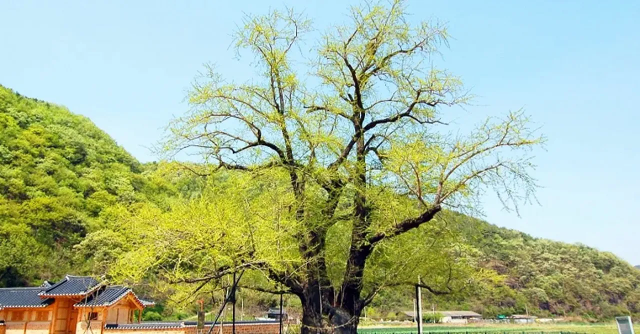 곽재우 의병장 생가 앞 은행나무 / 사진=국가유산청