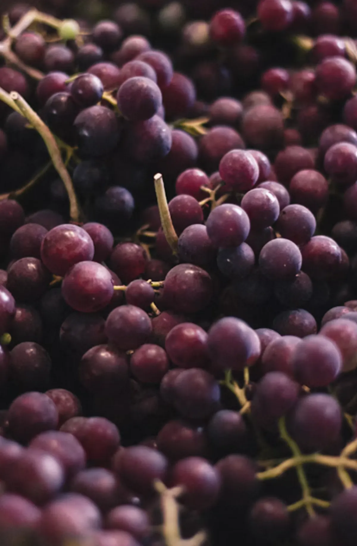 사진 : 적포도 / unsplash.com