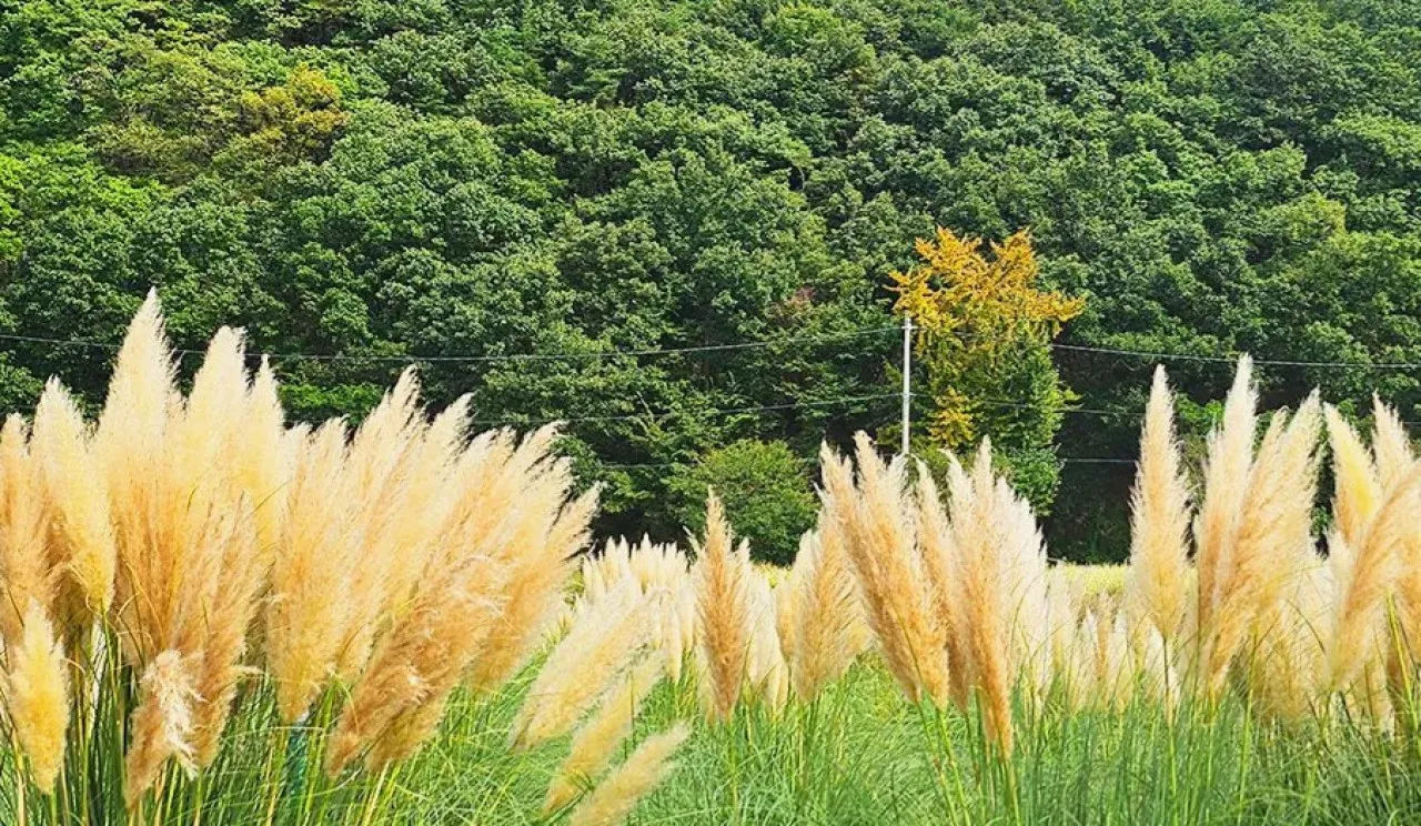어북실 초화단지 팜파스그라스 / 사진=고령군