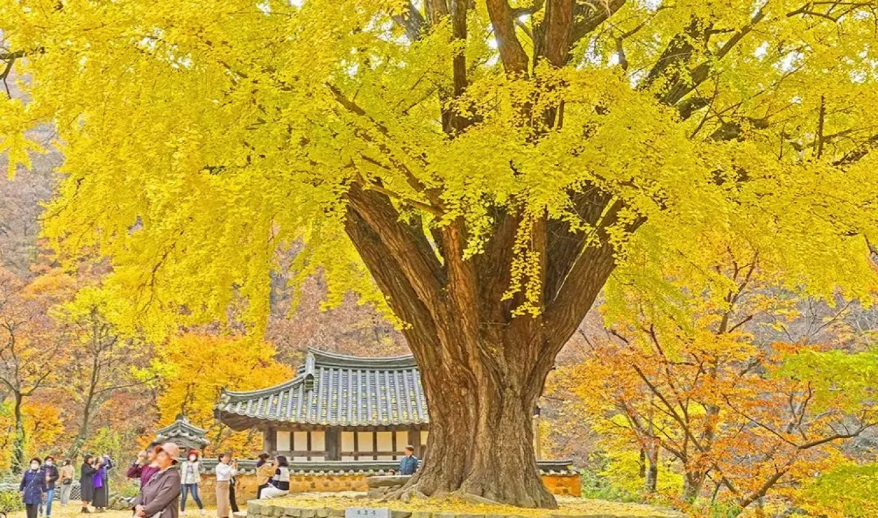 운곡서원 은행나무 / 사진=경주문화관광